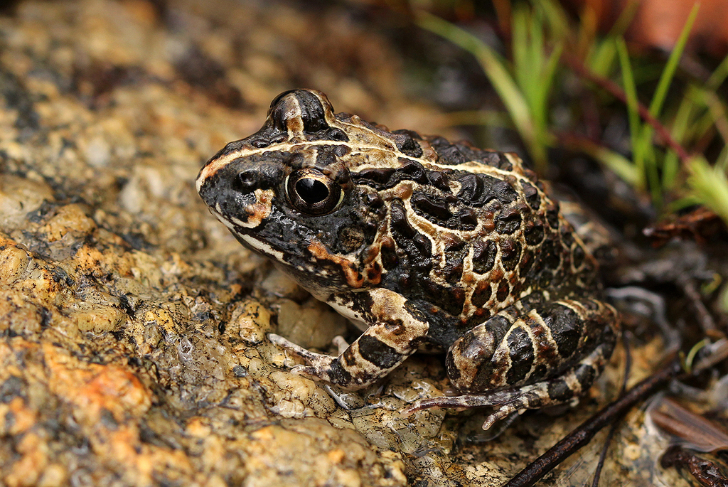 Tomopterna pulchra