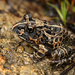 Eastern Rough Sand Frog - Photo (c) Bart Wursten, some rights reserved (CC BY-NC), uploaded by Bart Wursten