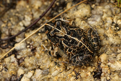 Tomopterna tuberculosa