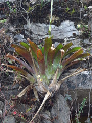 Tillandsia heterophylla
