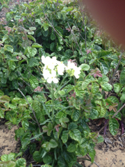 Erysimum franciscanum