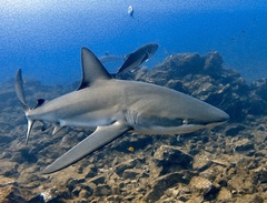 Carcharhinus galapagensis