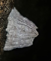 Austromegabalanus nigrescens