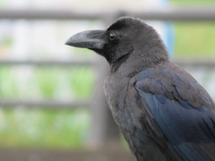 Corvus macrorhynchos