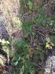 Rosa nutkana hispida