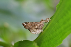 Masca abactalis
