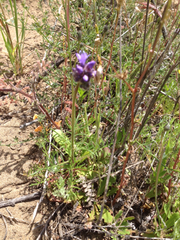 Gilia capitata chamissonis