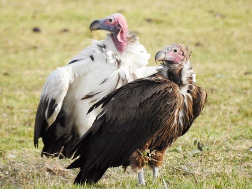 Lappet-faced Vulture