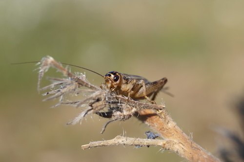 Verge Cricket, Nord, Freiburg im Breisgau, Deutschland, photo 7 of 10