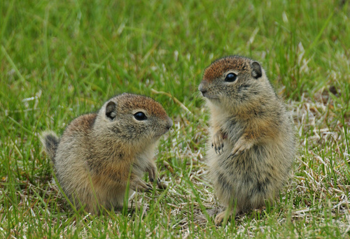 Belding's Ground Squirrel