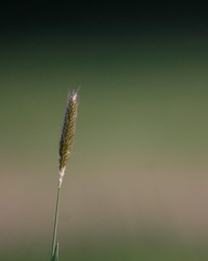 Alopecurus geniculatus