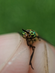 Chrysops lateralis