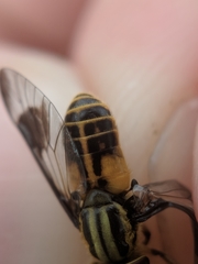 Chrysops lateralis