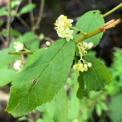 Ilex laevigata