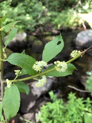 Ilex laevigata