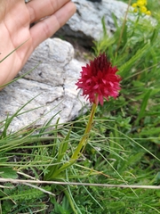 Gymnadenia