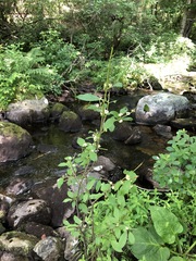 Ilex laevigata