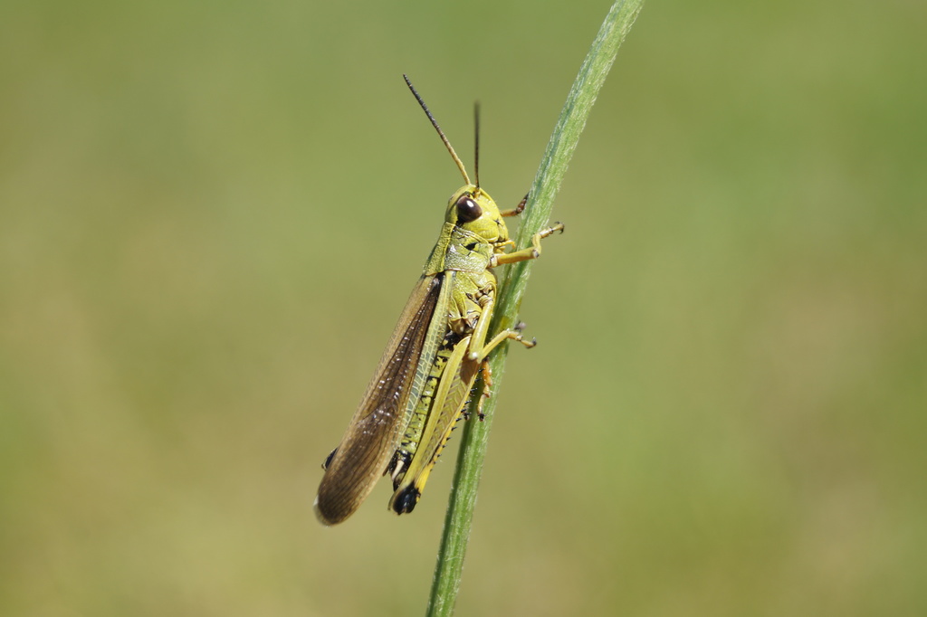 Stethophyma