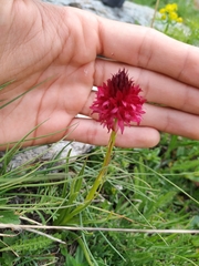 Gymnadenia
