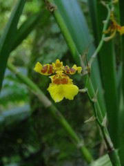Oncidium sphacelatum