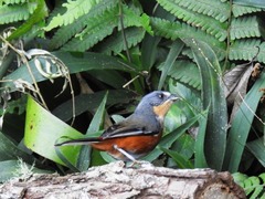 Microspingus lateralis