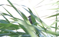 Acrocephalus scirpaceus