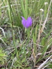Campanula parryi