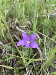 Campanula parryi