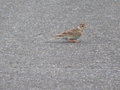 Alauda arvensis japonica