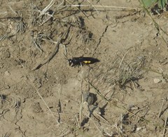 Stizoides tridentatus