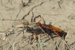 Cryptocheilus rubellus