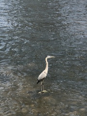 Ardea herodias