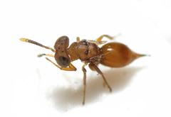 Diparidae