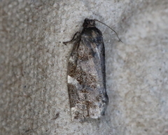 Archips mortuana