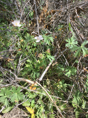 Geranium viscosissimum