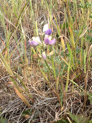 Lupinus variicolor