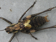 Paratlanticus palgongensis