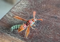 Antodynerus limbatus