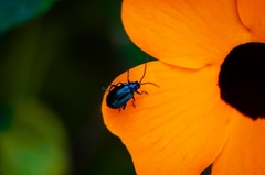 Macrohaltica transversa