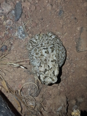 Anaxyrus microscaphus