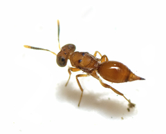 Diparidae