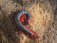 Cormocephalus nitidus