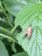 Nemophora degeerella