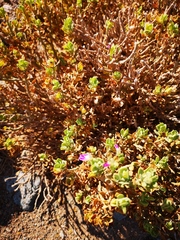 Monechma mollissimum