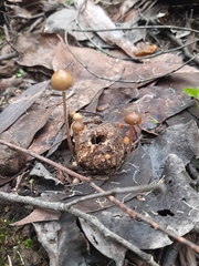 Psilocybe alutacea