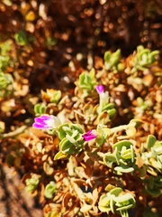 Monechma mollissimum