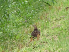 Phasianus versicolor
