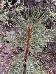 Pinus engelmannii