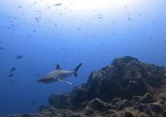 Carcharhinus albimarginatus