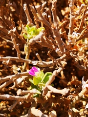 Monechma mollissimum